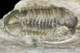 Bargain, Detailed Gerastos Trilobite Fossil - Morocco #141681-3